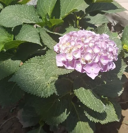 Tapta 빌라