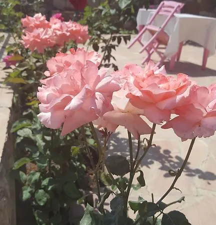 Tapta * Ayvalı